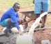 A boy is pouring water into the ground.